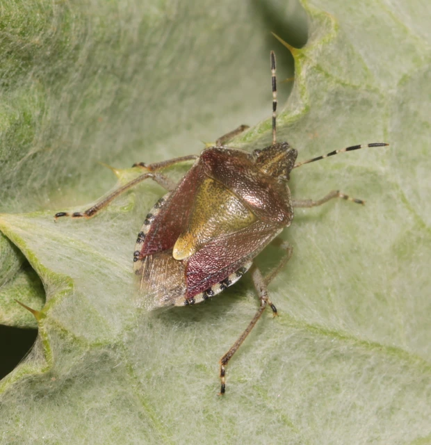 Dolycoris baccarum - közönséges bogyómászó-poloska