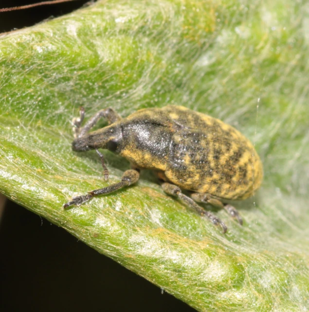 Larinus turbinatus - kúposorrú púderbarkó