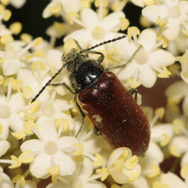 Omophlus proteus - közönséges pejbogár Omophlus proteus - közönséges pejbogár