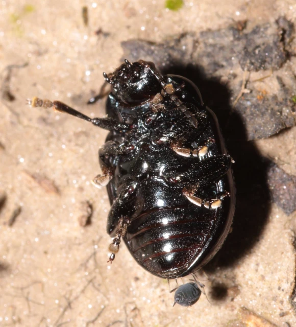 Chrysolina chalcites - homoki levelész Chrysolina chalcites - homoki levelész