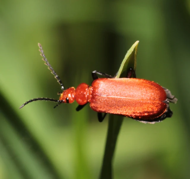 Pyrochroa serraticornis - közép-bíborbogár