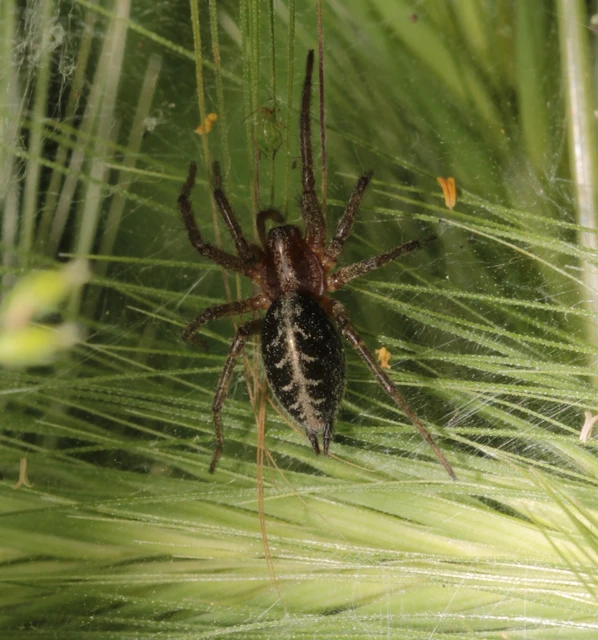 Agelena labyrinthica - illó tölcsérpók