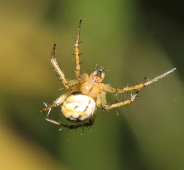 Mangora acalypha - réti keresztespók
