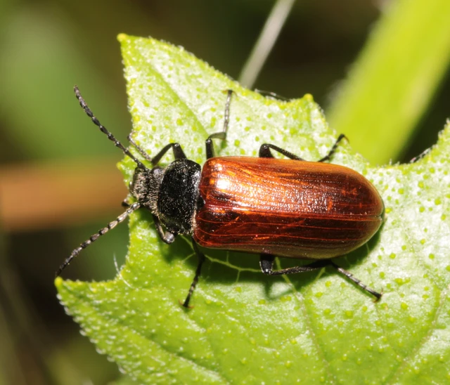 Omophlus proteus - közönséges pejbogár Omophlus proteus - közönséges pejbogár