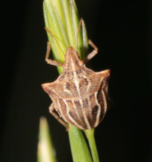 Ancyrosoma leucogrammes - vállas poloska