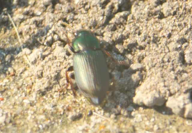 Harpalus distinguendus - mezei lomhafutó