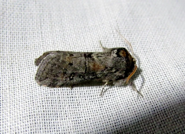 Asphalia ruficollis - vörösnyakú pihésszövő