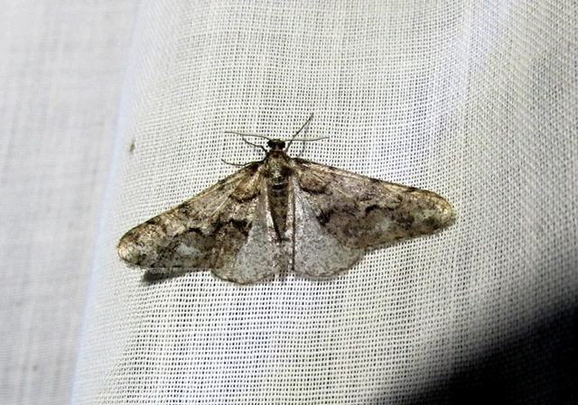 Agriopis leucophaearia - tölgy-tavasziaraszoló