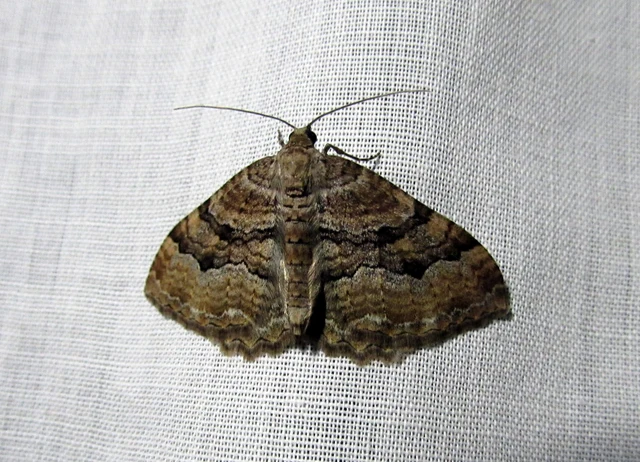 Hydria cervinalis - őzbarna araszoló