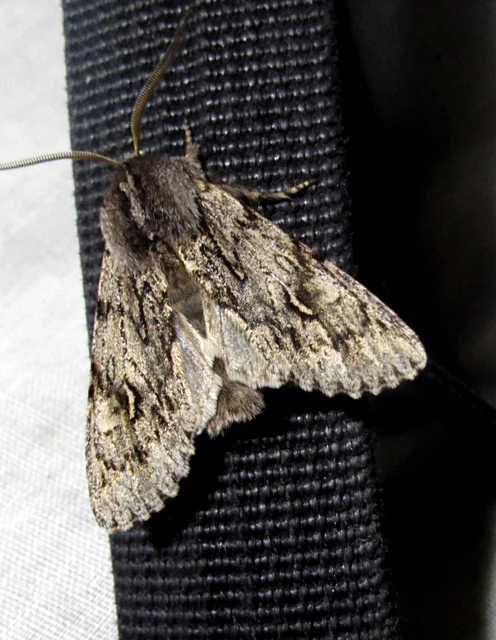 Brachionycha nubeculosa - zömök fésűsbagoly