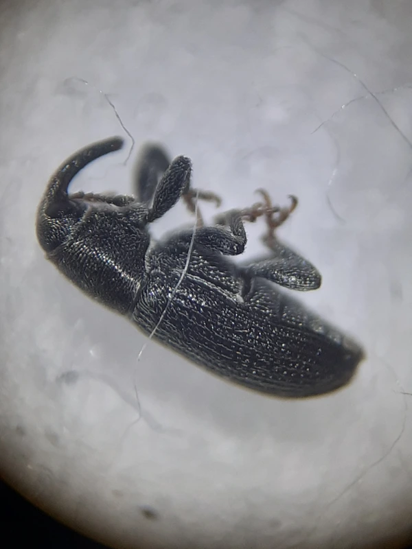 Mecinus pyraster - szélesnyakú útifűormányos