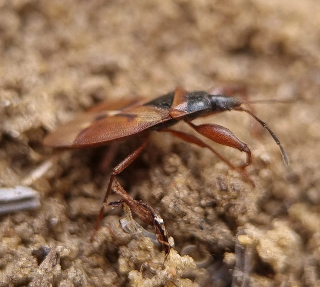 Gastrodes abietum - lapos fenyőbodobács