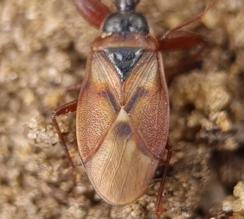 Gastrodes abietum - lapos fenyőbodobács