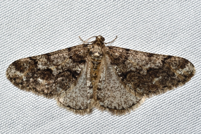 Agriopis leucophaearia - tölgy-tavasziaraszoló