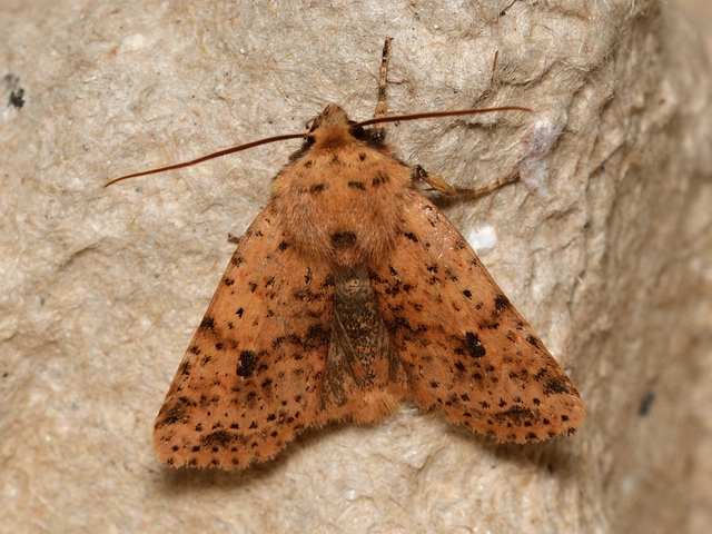 Conistra rubiginea - vörös őszibagoly