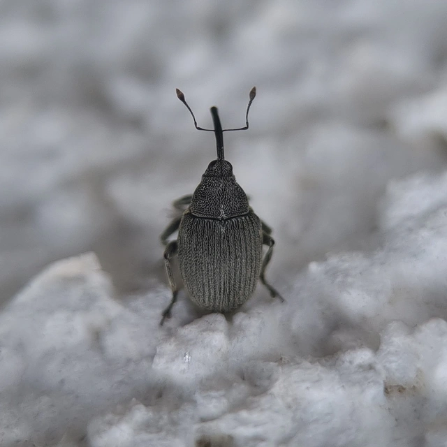 Ceutorhynchus napi - széles repce-ceutormányos