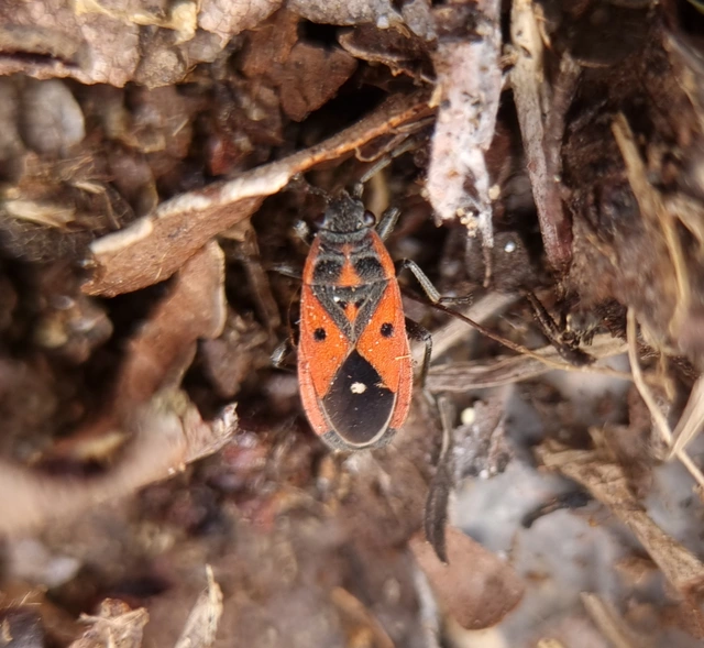 Melanocoryphus tristrami