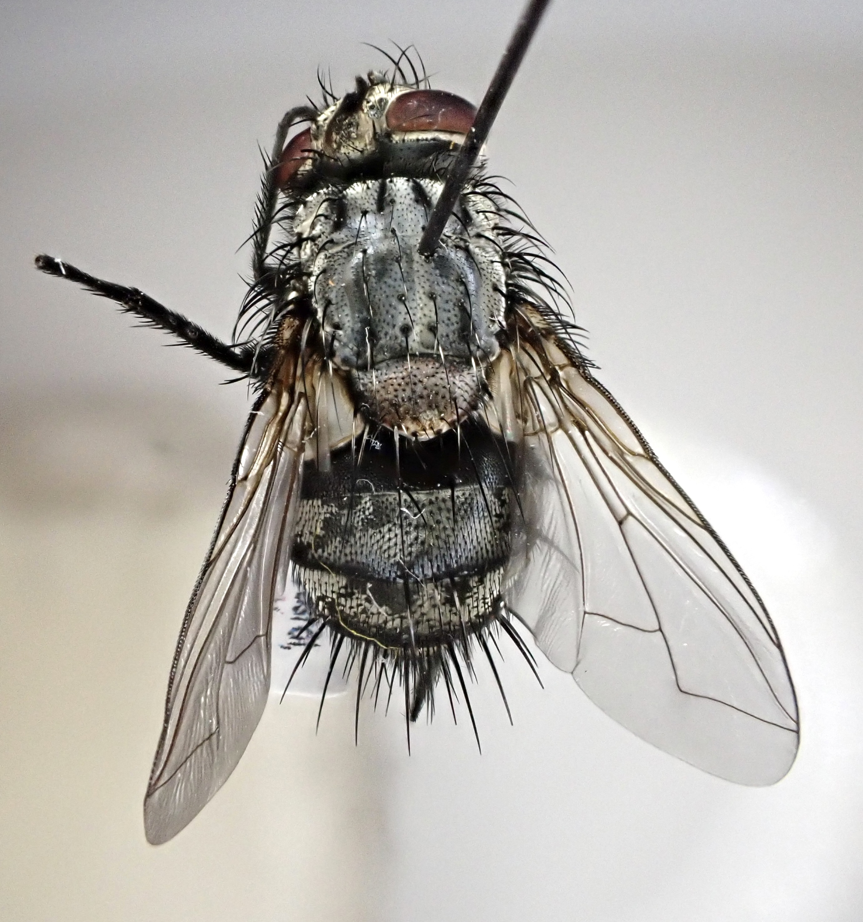 Masicera silvatica