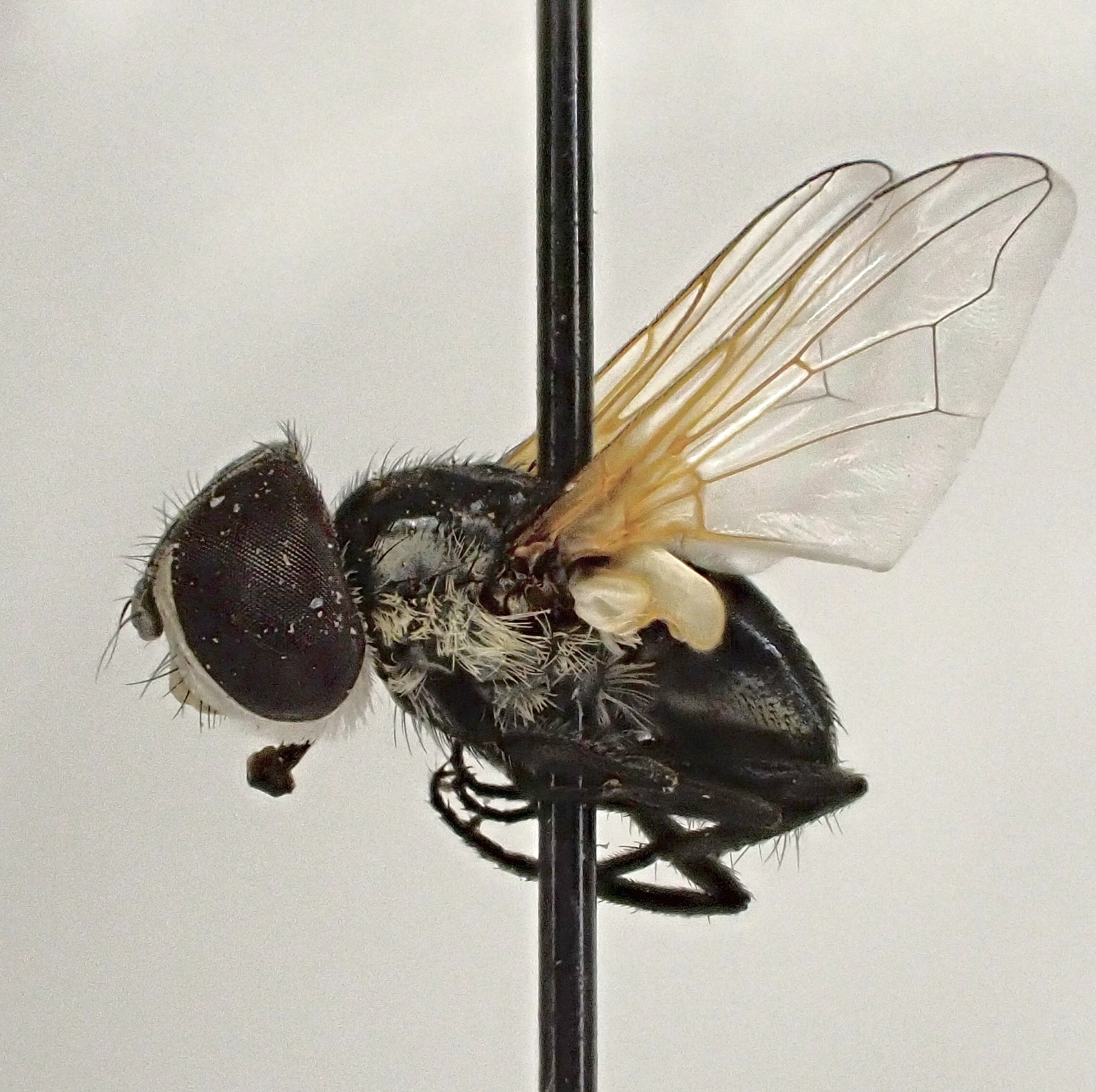 Elomya lateralis