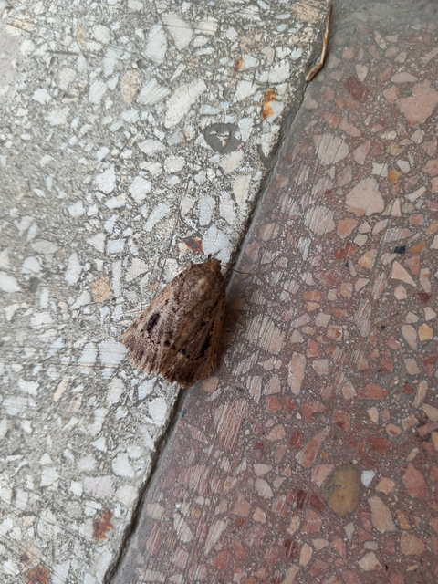 Amphipyra berbera/pyramidea