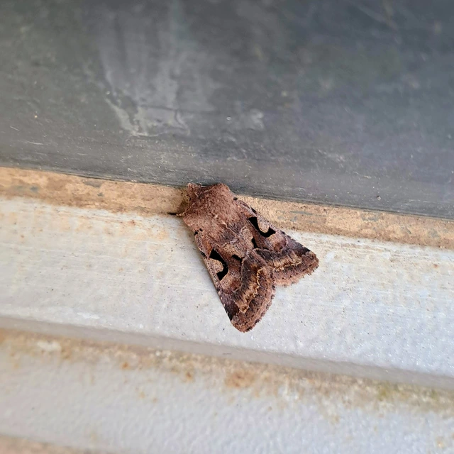 Orthosia gothica - feketefoltos barkabagoly