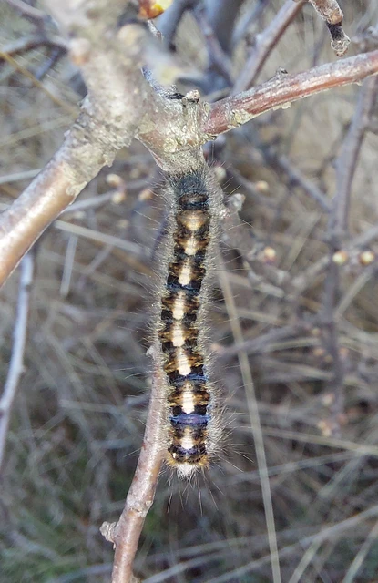 Lasiocampa quercus - tölgyfaszövő