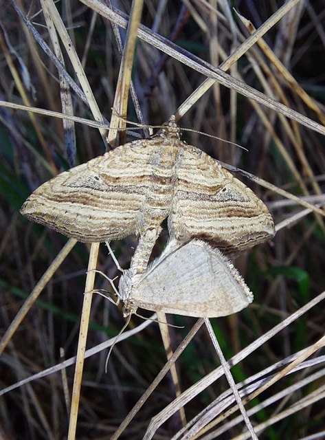 Costaconvexa polygrammata - soksávú araszoló