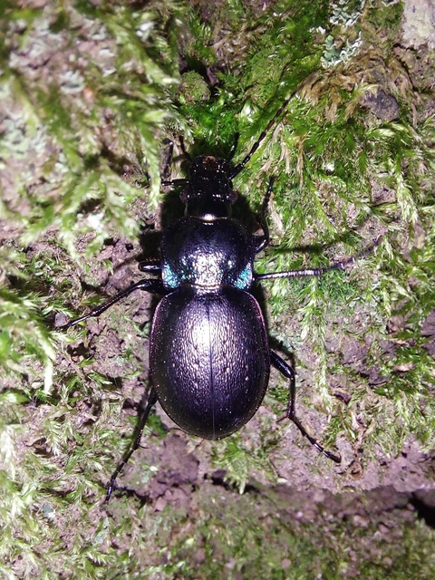 Carabus nemoralis - ligeti futrinka