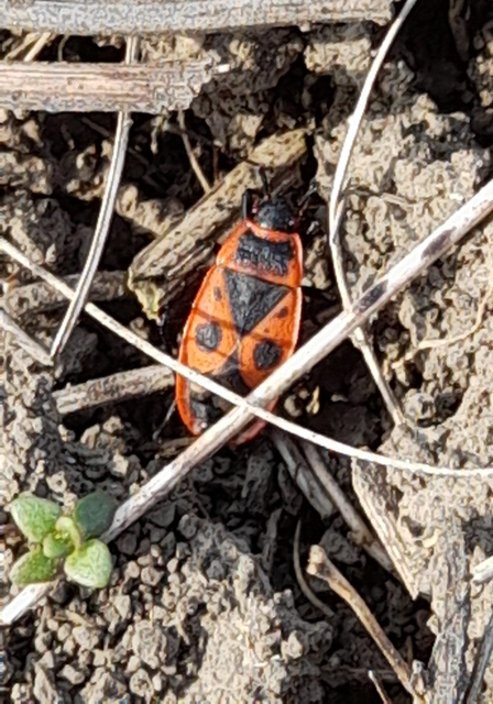 Pyrrhocoris apterus - verőköltő poloska