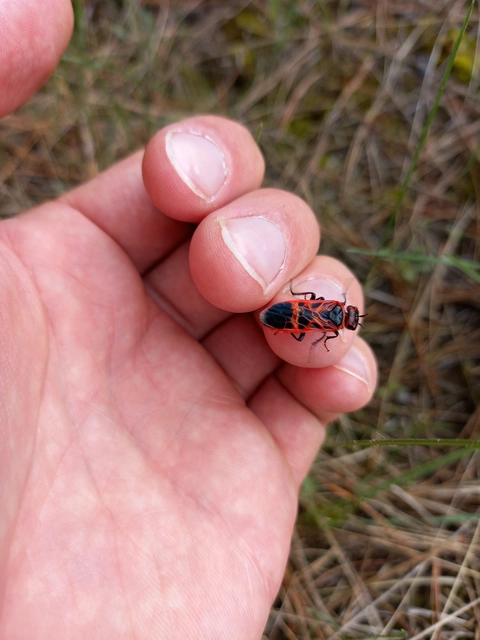 Caenolyda reticulata