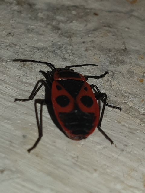 Pyrrhocoris apterus - verőköltő poloska