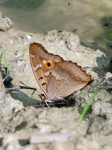 Apatura ilia - kis színjátszólepke