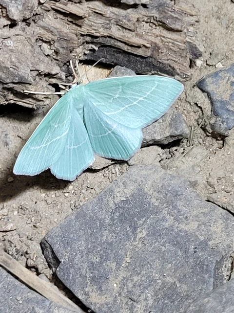 Hemistola chrysoprasaria - kékes zöldaraszoló