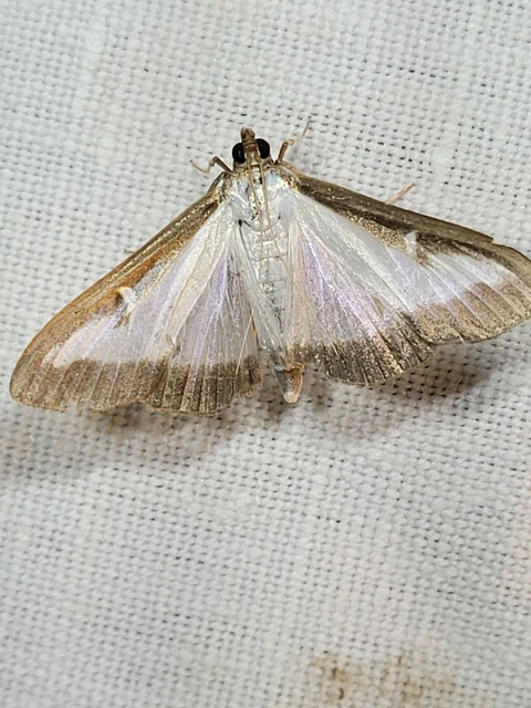 Cydalima perspectalis - puszpáng-tűzmoly
