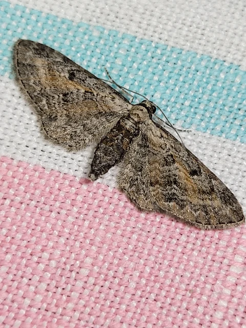 Eupithecia icterata - rozsdafoltos törpearaszoló