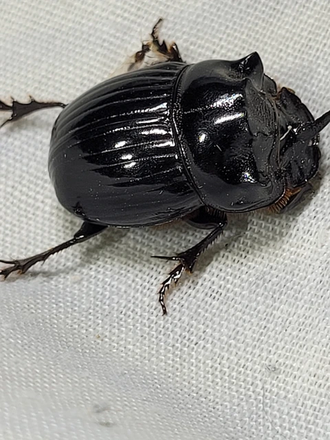 Copris lunaris - közönséges holdszarvú-ganéjtúró