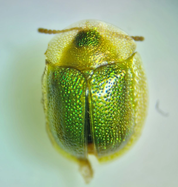 Cassida hemisphaerica - gömbölyded pajzsbogár Cassida hemisphaerica - gömbölyded pajzsbogár
