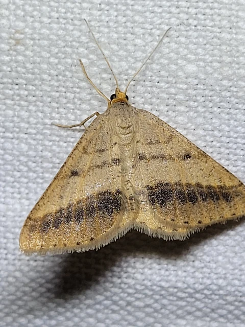 Tephrina arenacearia - lucerna-araszoló