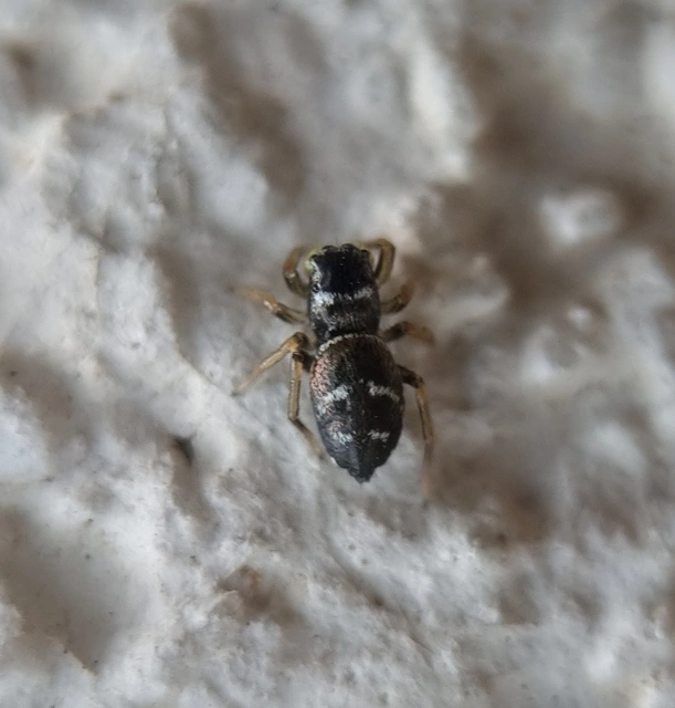 Heliophanus