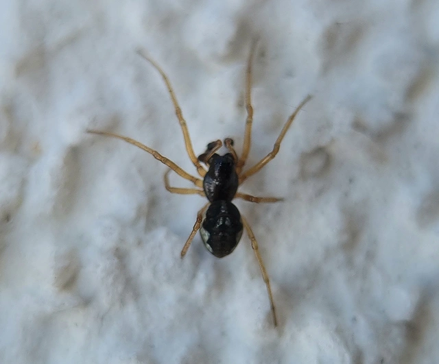 Pachygnatha degeeri