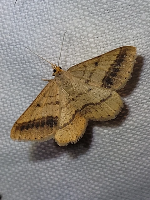 Tephrina arenacearia - lucerna-araszoló