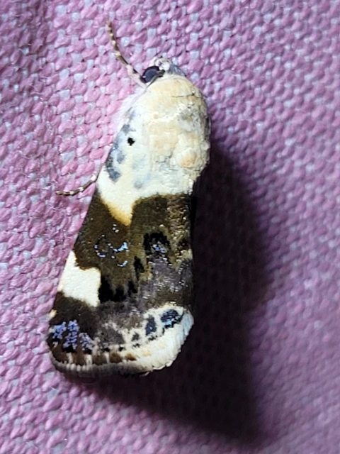 Acontia lucida - fehér nappalibagoly