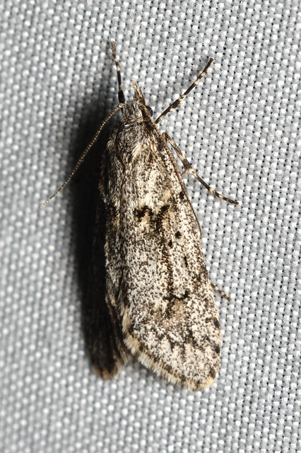 Diurnea fagella - szürke tavaszimoly