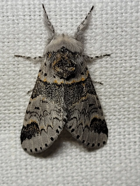 Furcula furcula - szürke púposszövő