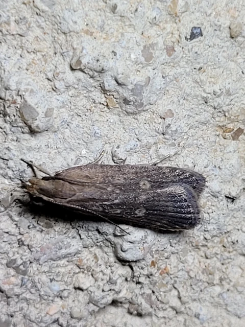 Helcystogramma triannulella - szuláksodró lápimoly