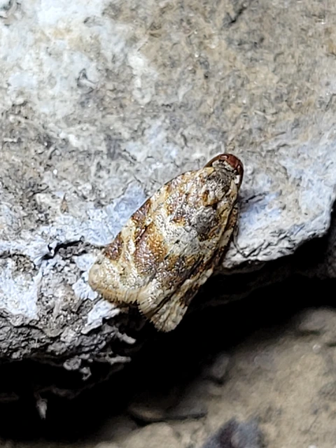 Argyrotaenia ljungiana - ékes sodrómoly