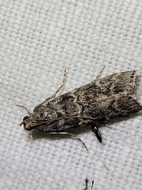Dioryctria