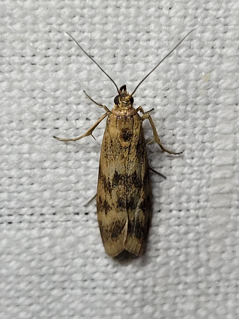 Homoeosoma sinuella - agyagsárga karcsúmoly