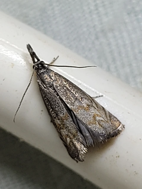 Platytes cerussella - törpe fűgyökérmoly