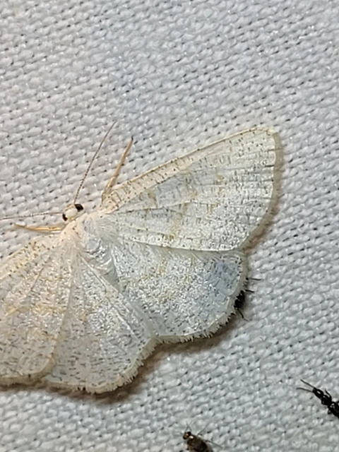 Cabera exanthemata - pettyes égeraraszoló